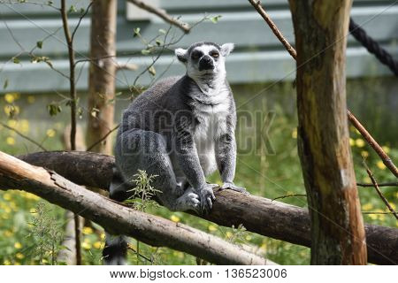 A Lemur (lemuridae) sitting on a log picture from a park in the North of Sweden.