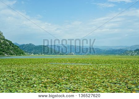 Water lilies on lake Skadar In Virpazar, Montenegro