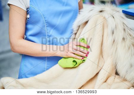 Hand Laundry worker wiped with a cloth product of the fur at the dry cleaners