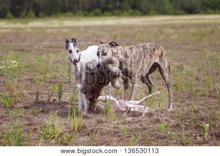 Coursing. Two Whippet Dogs At The Finish With The Bait