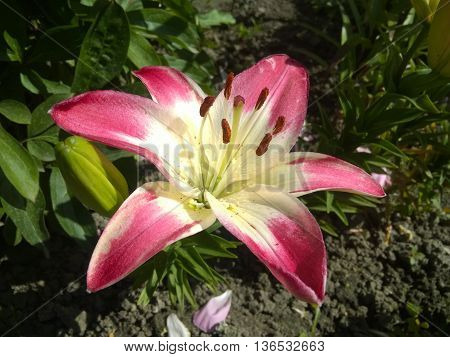 Beautiful pink lily in garden Zephyranthes flower. Common names for species in this genus include fairy lily rainflower zephyr lily magic lily Atamasco lily and rain lily