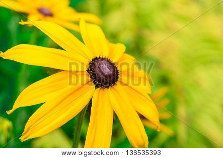 Bright yellow rudbeckia or Black Eyed Susan flowers in the garden