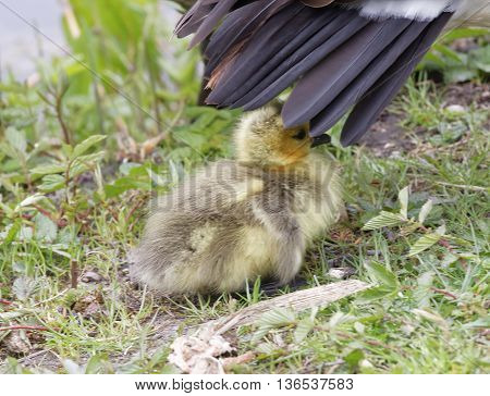 Cute canada goose baby hiding below the mother feathers
