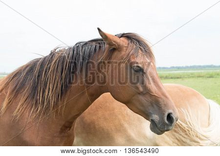 Belgian horses in the wild in a meadow