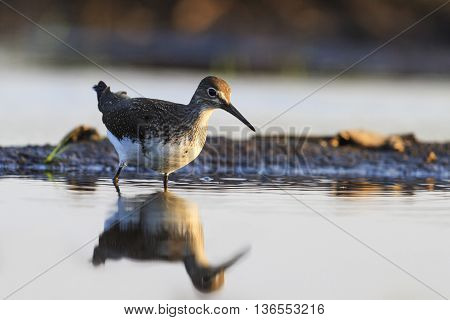 sandpiper looking at reflection in the water, Green sandpiper