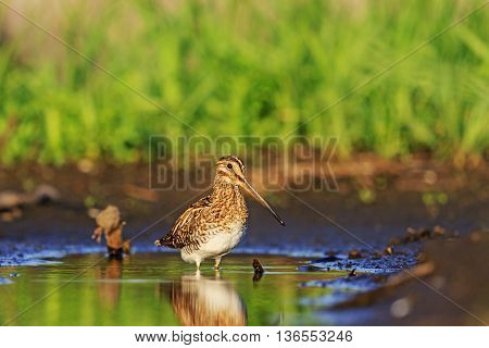 snipe and little green puddle morning sun, a rare bird