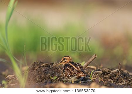 snipe masked among peat shore birds mimicry, protective color