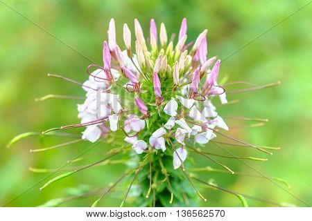 Close Up Spider Flower With Shallow Focus Prickly Spider-flower Or Pink Queen. Their Scientific Name
