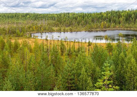 autumn landscape of pine forest in Russky Sever National Park north Russia