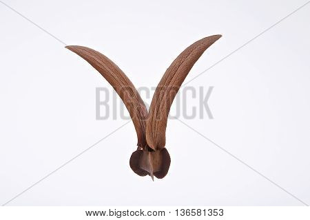 Dipterocarpus Alatus Seed Isolated On White Background