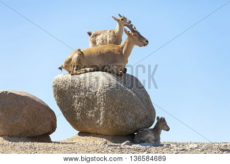 West Caucasian Turs. Mountain Goat With Kids
