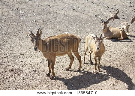 West Caucasian Turs. Mountain Goat With Kids