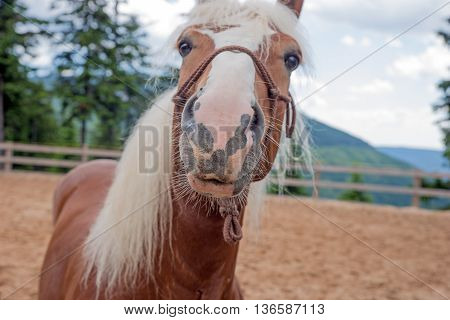 Haflinger light brown horse outdoor in natural light