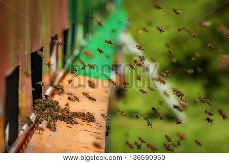 Hives In An Caravan - Wagon Apiary With Bees Flying To The Landing Boards In A Green Garden
