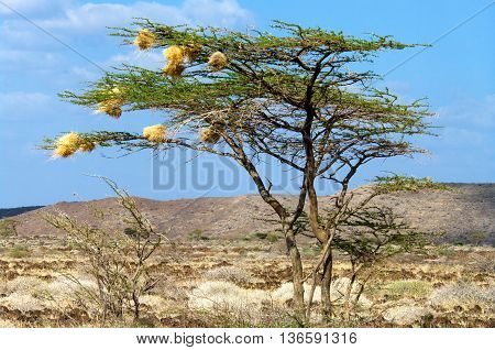 Bird's Nests on a Tree  in savanna Kenya