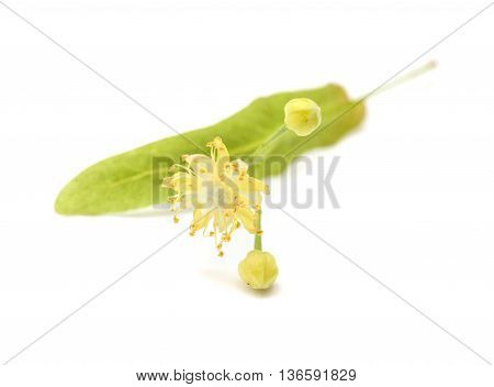 Lime Blossom Isolated