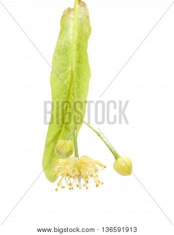 Lime Blossom Isolated