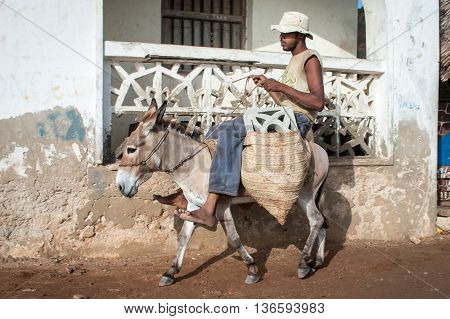 Locals Using A Donkey For Transport In Lamu, Kenya