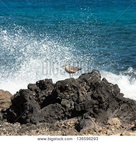 European Herring Gull Larus argentatus on Fuerteventura