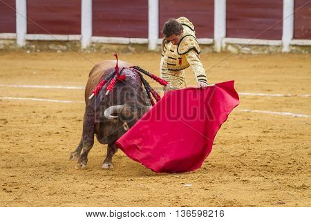 Ubeda Spain - October 4 2010: The Spanish Bullfighter El Fandi bullfighting with the crutch in the Bullring of Ubeda Spain