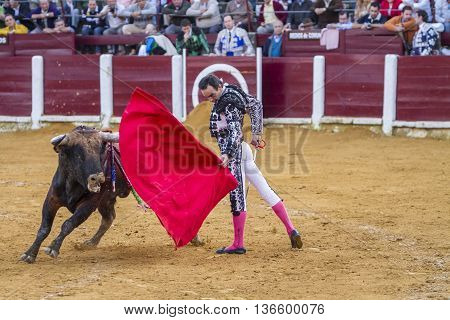 Ubeda Spain - September 4 2010: The Spanish Bullfighter El Cid bullfighting with the crutch in the Bullring of Ubeda Spain