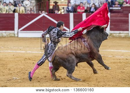 Ubeda Spain - October 4 2010: The Spanish Bullfighter El Cid bullfighting with the crutch in the Bullring of Ubeda Spain