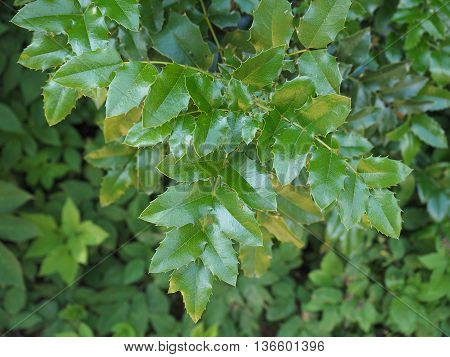 Holly (Ilex aquifolium) aka English holly or European holly or Christmas holly plant