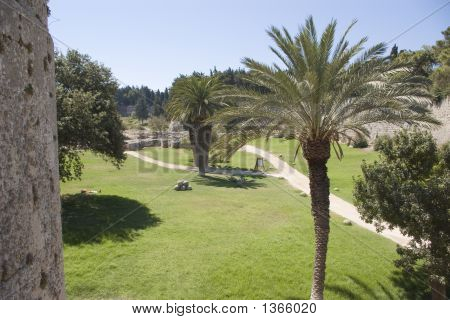 Palme In Rodos