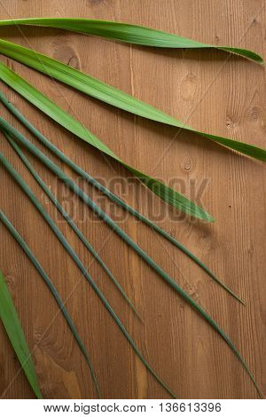 Onion Allium nutans on wooden background