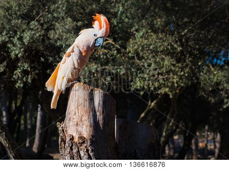 The Salmon-crested cockatoo perching on a tree stump