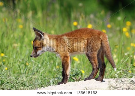 curious red fox cub near the burrow ( Vulpes vulpes )