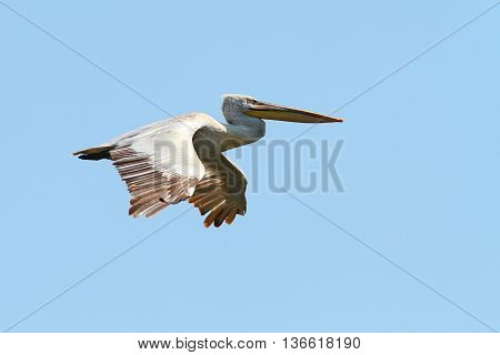 Pelecanus crispus - dalmatian pelican in flight vulnerable specie on IUCN list