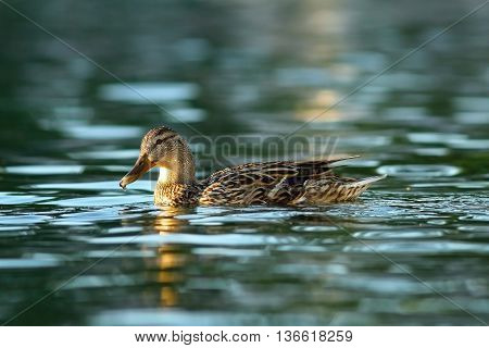 female mallard on blue pond ( Anas platyrhynchos )