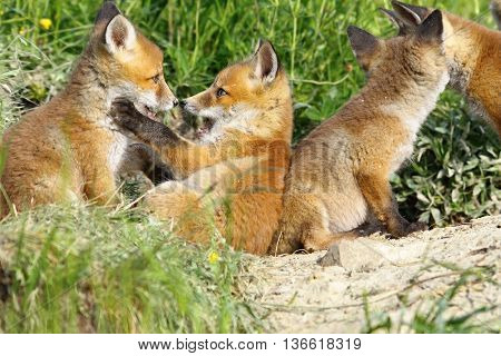 happy eurasian fox cubs playing near the den ( Vulpes vulpes )