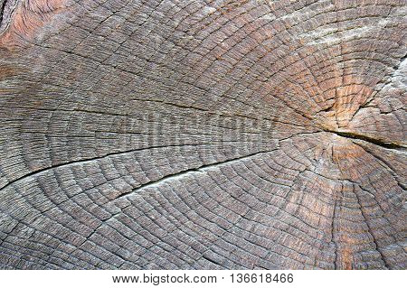texture of old cut oak tree ready for your design ( Quercus robur )