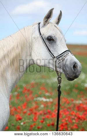 Arabian Mare In Red Poppy Field Looking At You