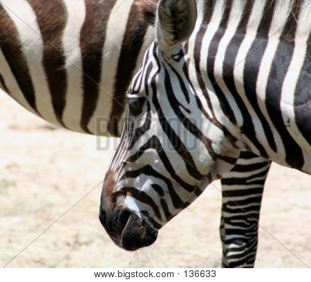 Zebra