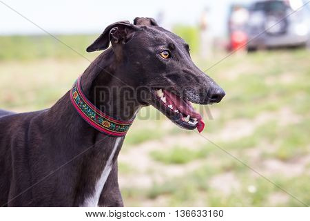 Black Greyhound. Half-face