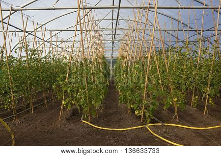 rows of ripening tomatoes growing up canes in a poly tunnel at an organic nursery
