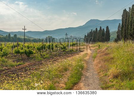 Mountain landscape with vineyard near Alushta city on Crimean peninsula