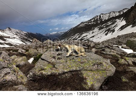 Dog sleeping on big stone in mountains. Turkey Kachkar Mountains part of Pontic Mountains.