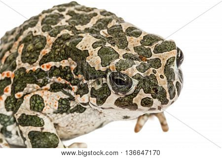 Toad green lat. Bufo viridis isolated on white background
