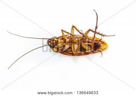 Isolated Dead Cockroach On White