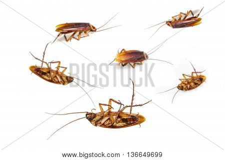 Isolated Dead Cockroach On White