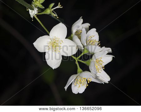 White flowers on mock-orange shrub with bokeh background macro selective focus shallow DOF