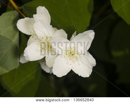 White flowers on mock-orange shrub with bokeh background macro selective focus shallow DOF
