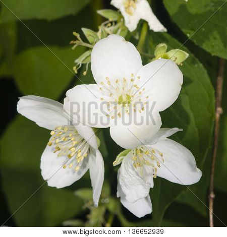 White flowers on mock-orange shrub with bokeh background macro selective focus shallow DOF