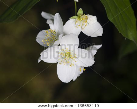 White flowers on mock-orange shrub with bokeh background macro selective focus shallow DOF