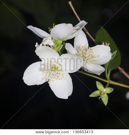 White flowers on mock-orange shrub with bokeh background macro selective focus shallow DOF