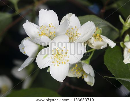 White flowers on mock-orange shrub with bokeh background macro selective focus shallow DOF
